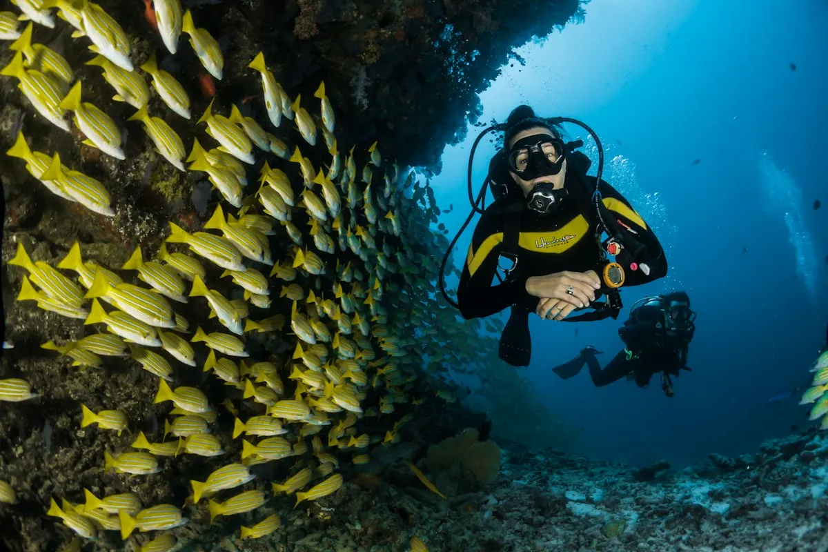 Three-Bay Snorkel Safari